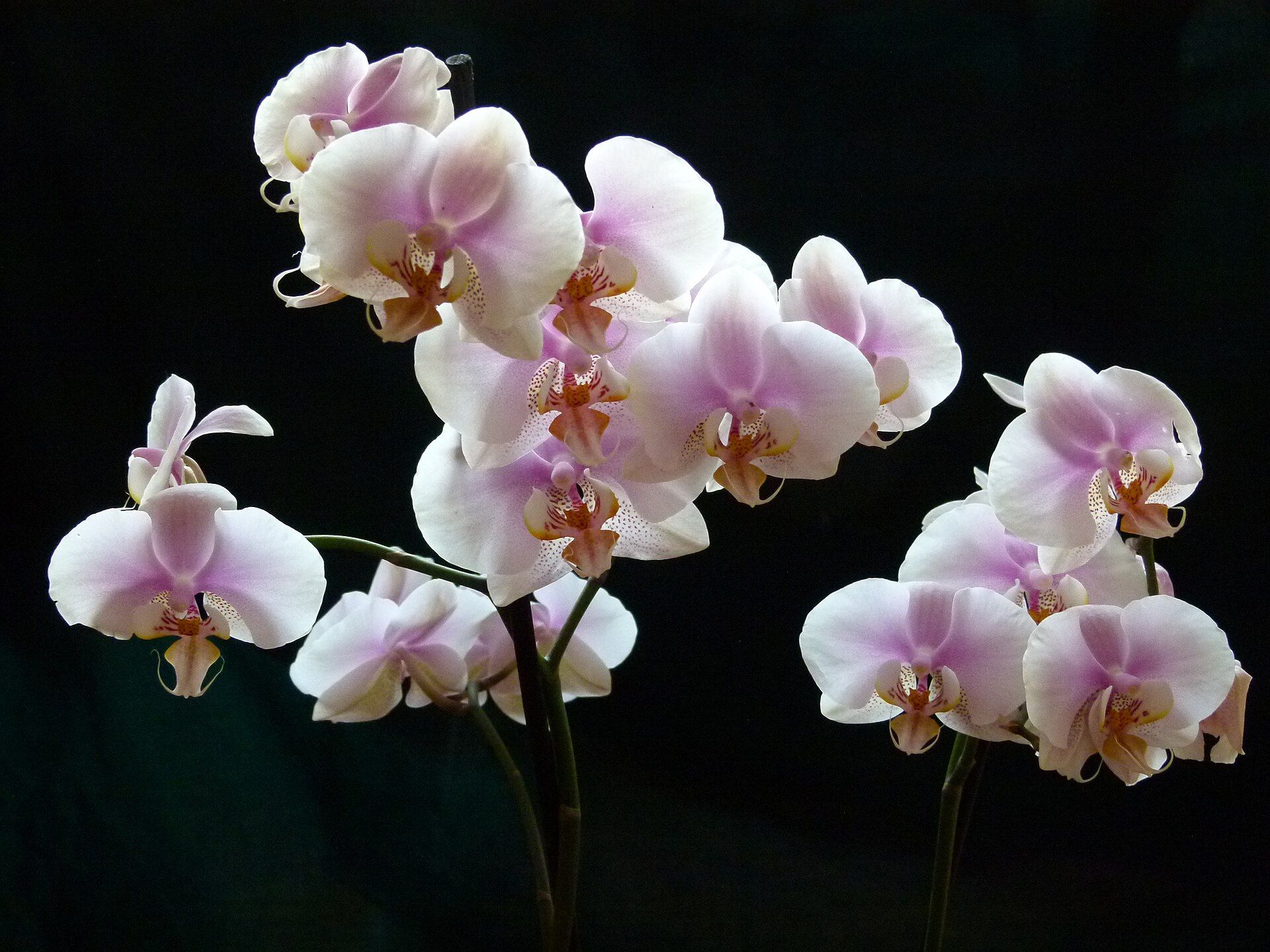 Delicate white and pink orchid blossoms against a dark background