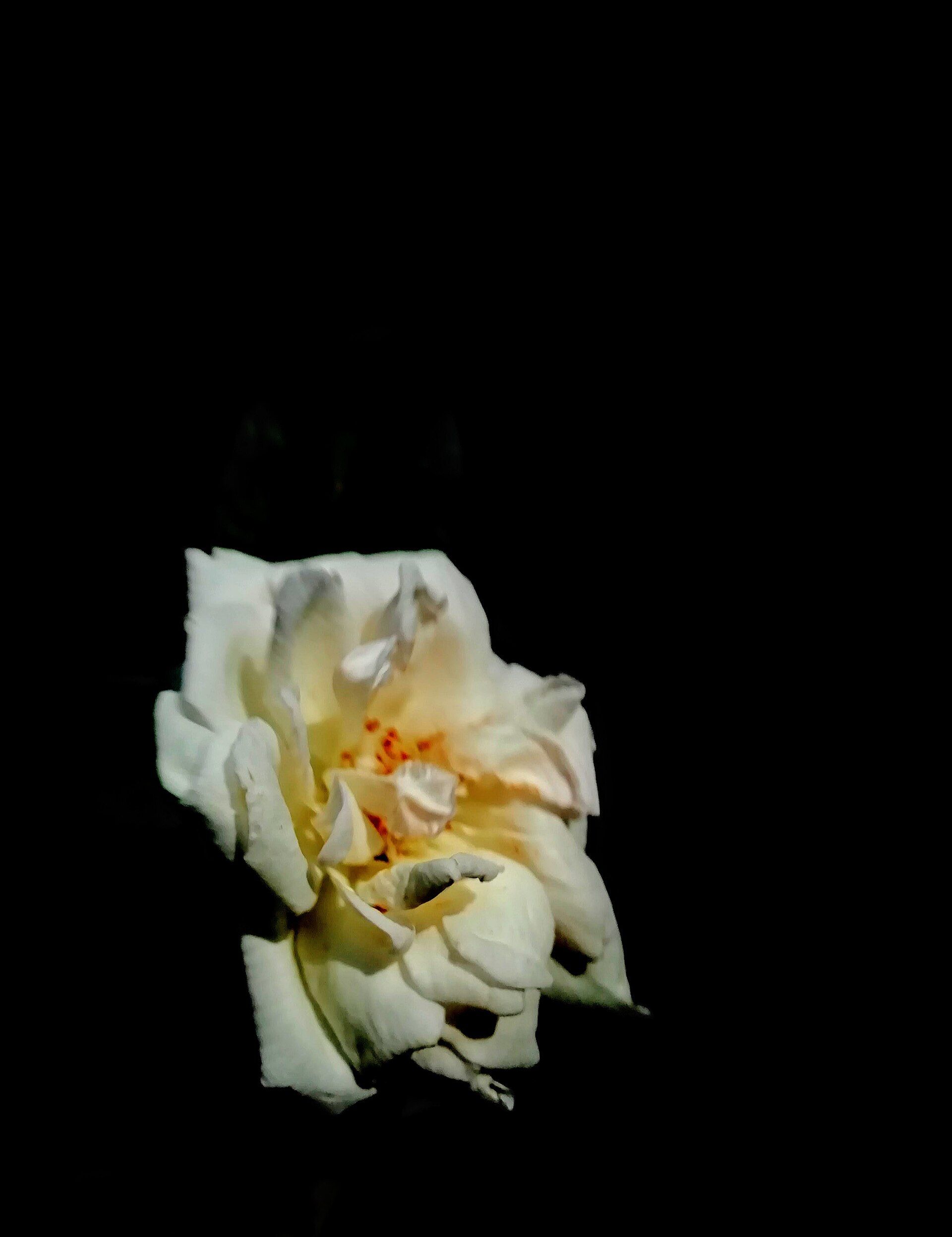 A single white rose set against a dark background